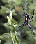 Orb Spider 2184